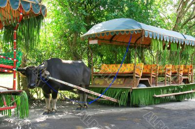 carabao ride