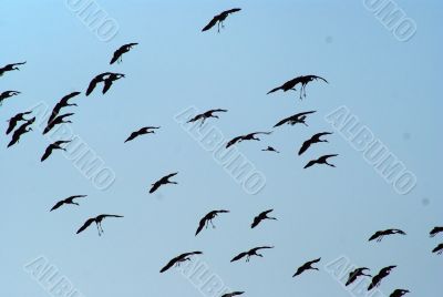 Migrating birds over nature lake at spring and autumn