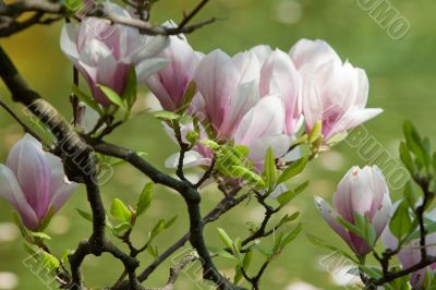 Magnolia in spring