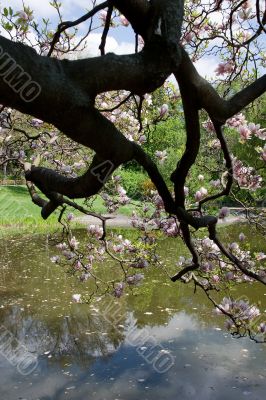 Magnolia in spring