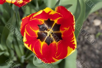 tulip flower stamp
