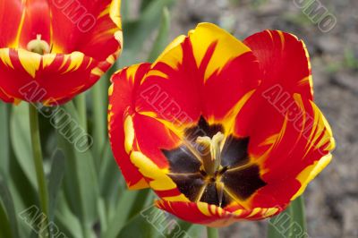 tulip flower stamp