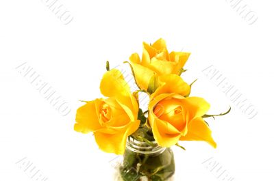 three yellow flowers
