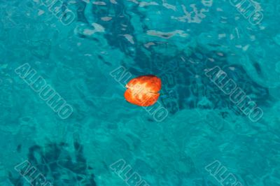 Red autumn leaf floating on sea