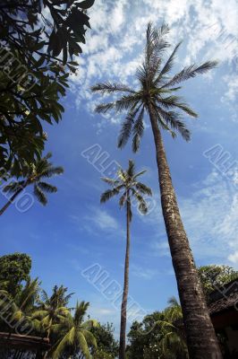 Palm tree