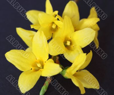 forsythia