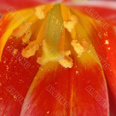 tulip background