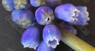 ajuga