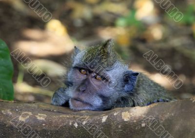Portrait of the monkey