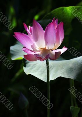 Pink water lilly