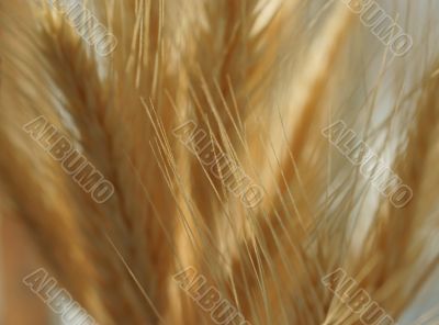 Wheatear background