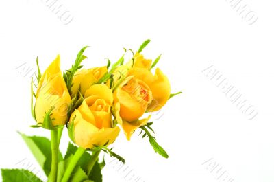 bunch of flowers