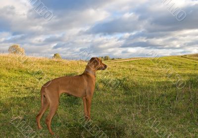 dog on the hill