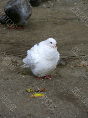 White pigeon.