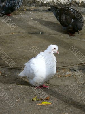 White pigeon.