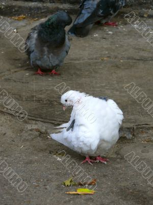White pigeon.