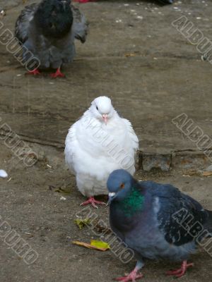 White pigeon.