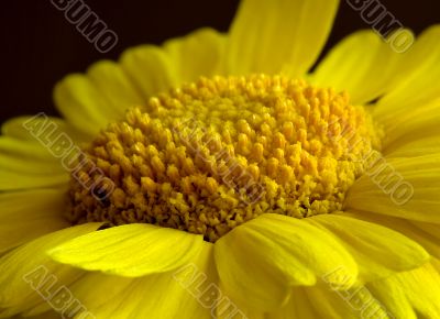 Desert Marigold Closeup (DSC_1281)