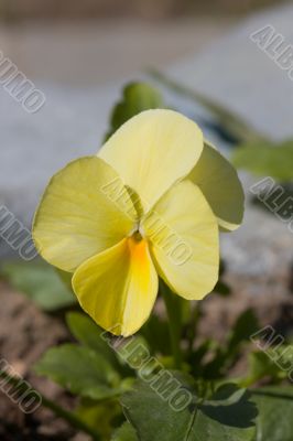 yellow pansy