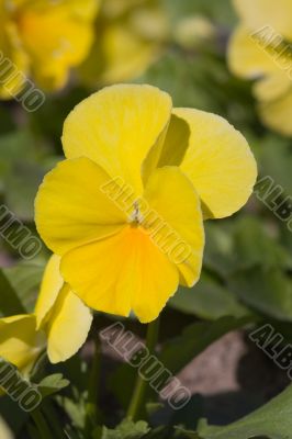Sunny flower