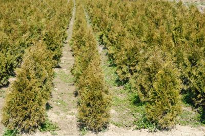 Thuja rows