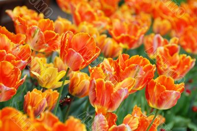 Orange tulips background