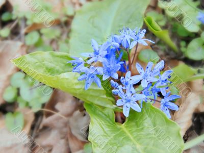First spring flowers