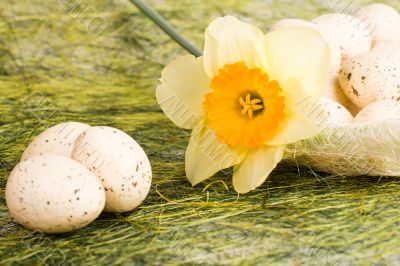 Basket with easter eggs and daffodil