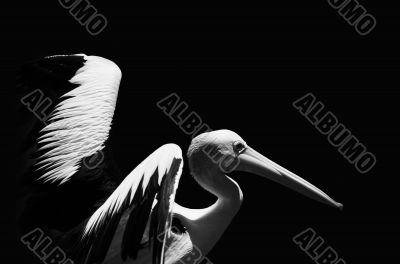 Pelican