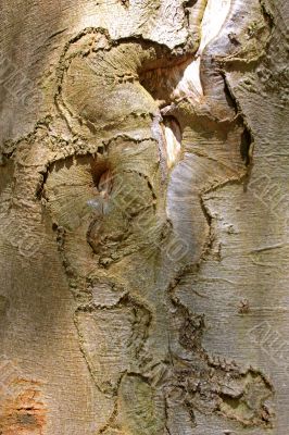 tree trunk