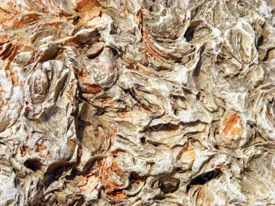 Limestone coquina