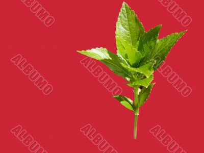 Background in green plant