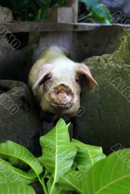 Curious a pig