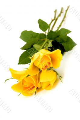 bunch of flowers