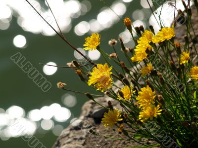 Yellow autumn flowers