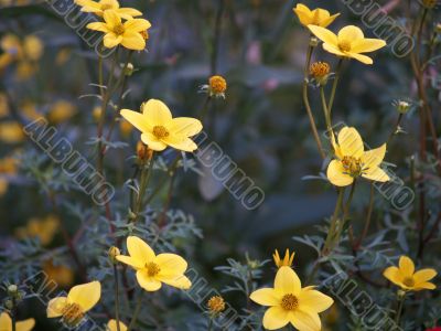 Yellow flowers background