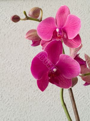 Orchid - Phalaenopsis