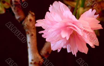 Japanese Cherry (Prunus serrulata `Kanzan`)