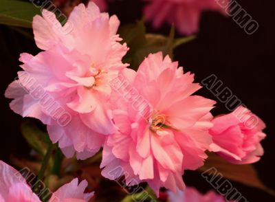Japanese Cherry (Prunus serrulata `Kanzan`)