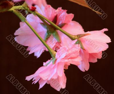 Japanese Cherry (Prunus serrulata `Kanzan`)