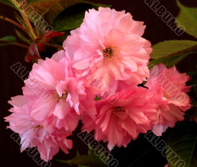 Japanese Cherry (Prunus serrulata `Kanzan`)
