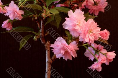 Japanese Cherry (Prunus serrulata `Kanzan`)