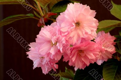 Japanese Cherry (Prunus serrulata `Kanzan`)