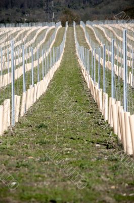 Grape vines