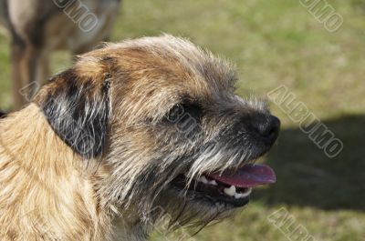 border terrier