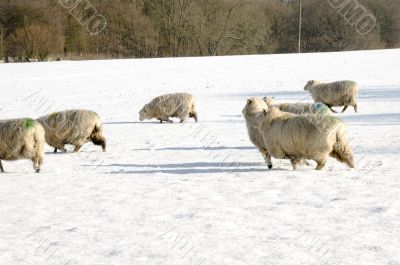 Flock of sheep