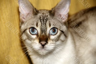 A Bengal kitten