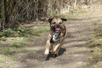 Border terrier