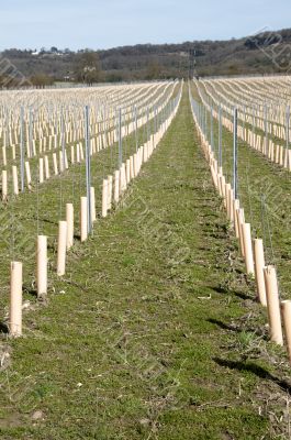 Grape vines