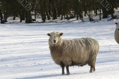 Cold sheep